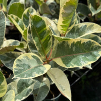 Ficus elastica Tineke