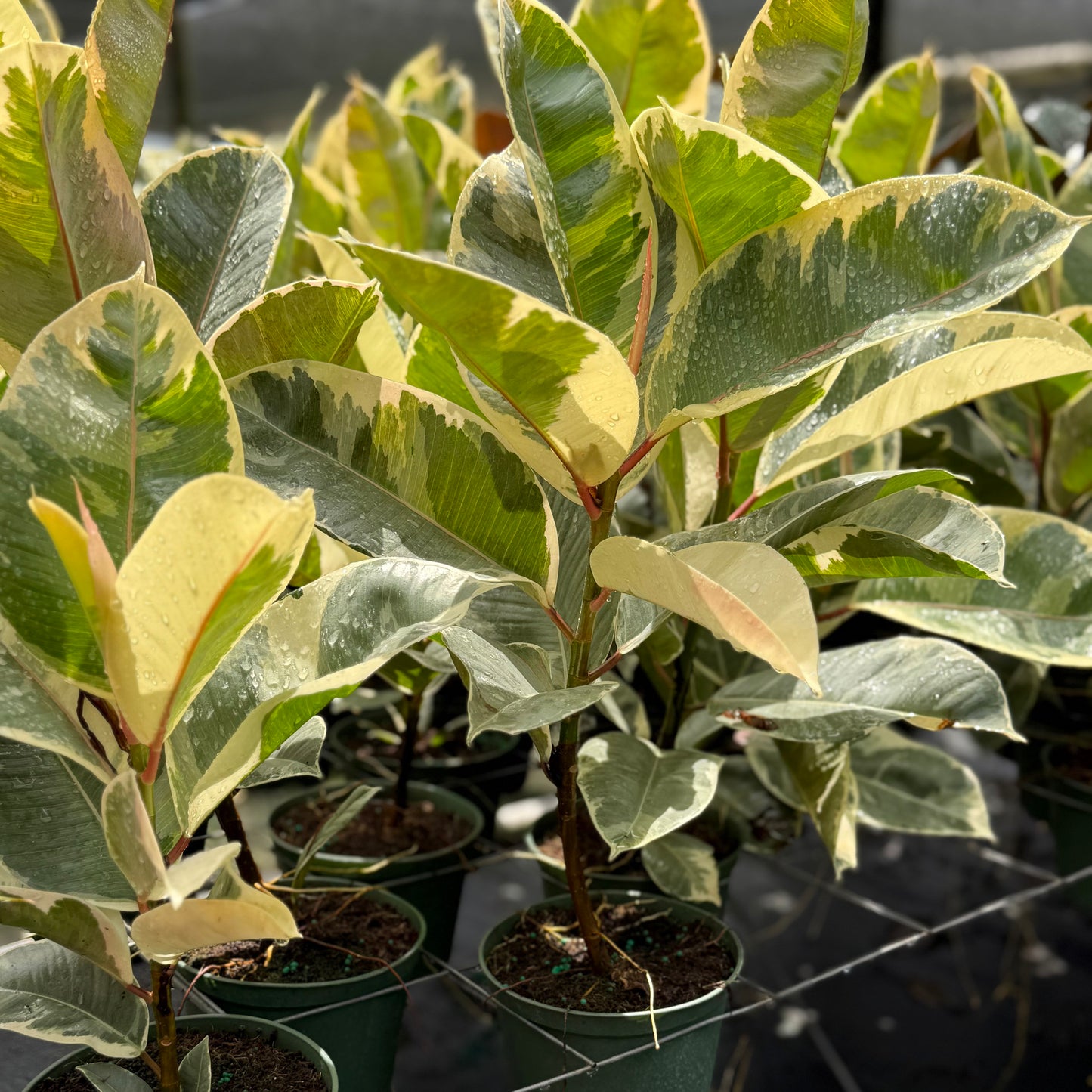 Ficus elastica Tineke