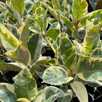 Ficus elastica Tineke