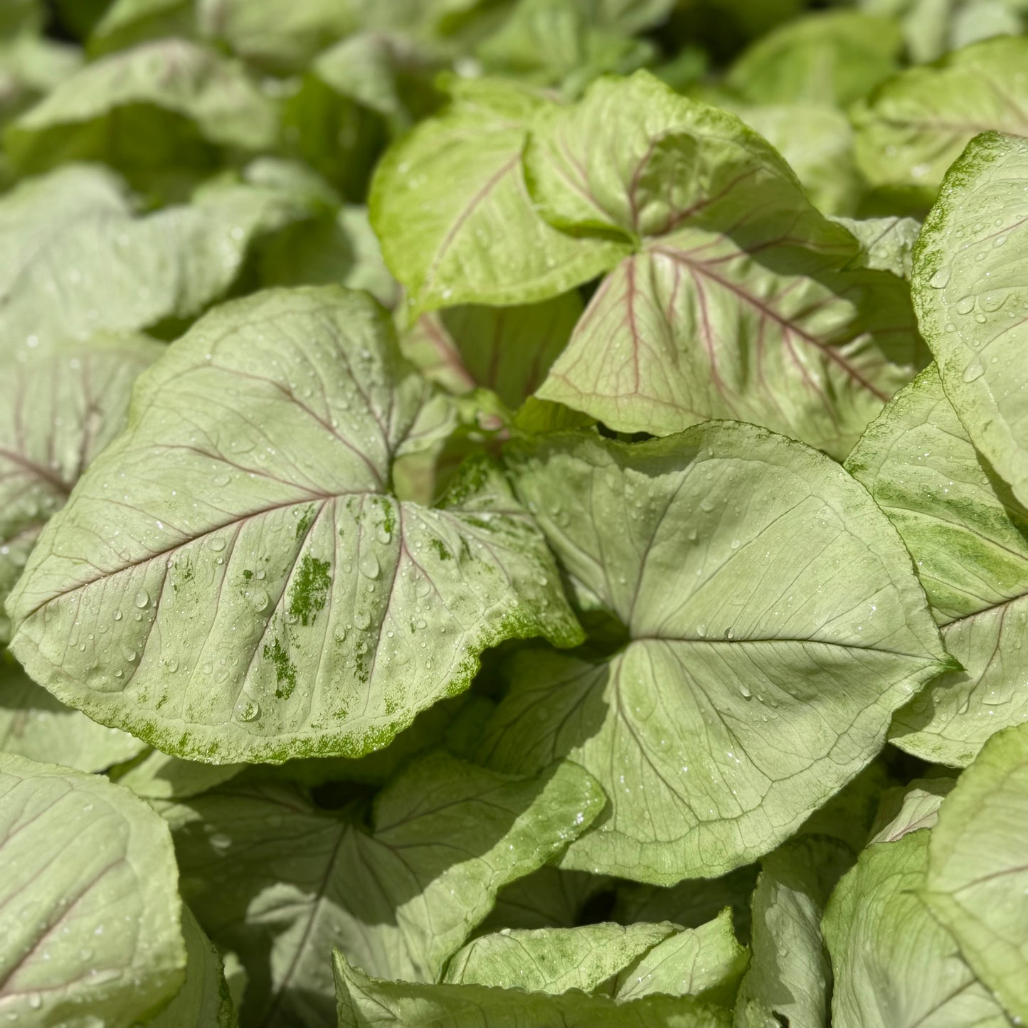 Syngonium Kiwi Delight 6”