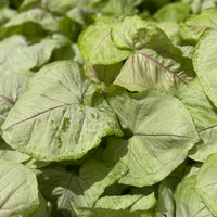 Syngonium Kiwi Delight 6”