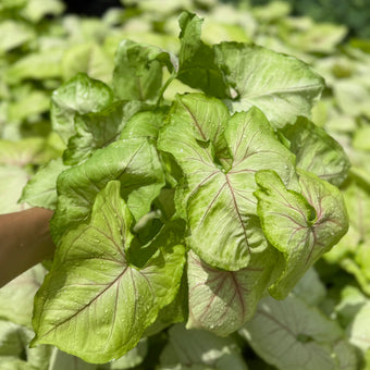 Syngonium Kiwi Delight