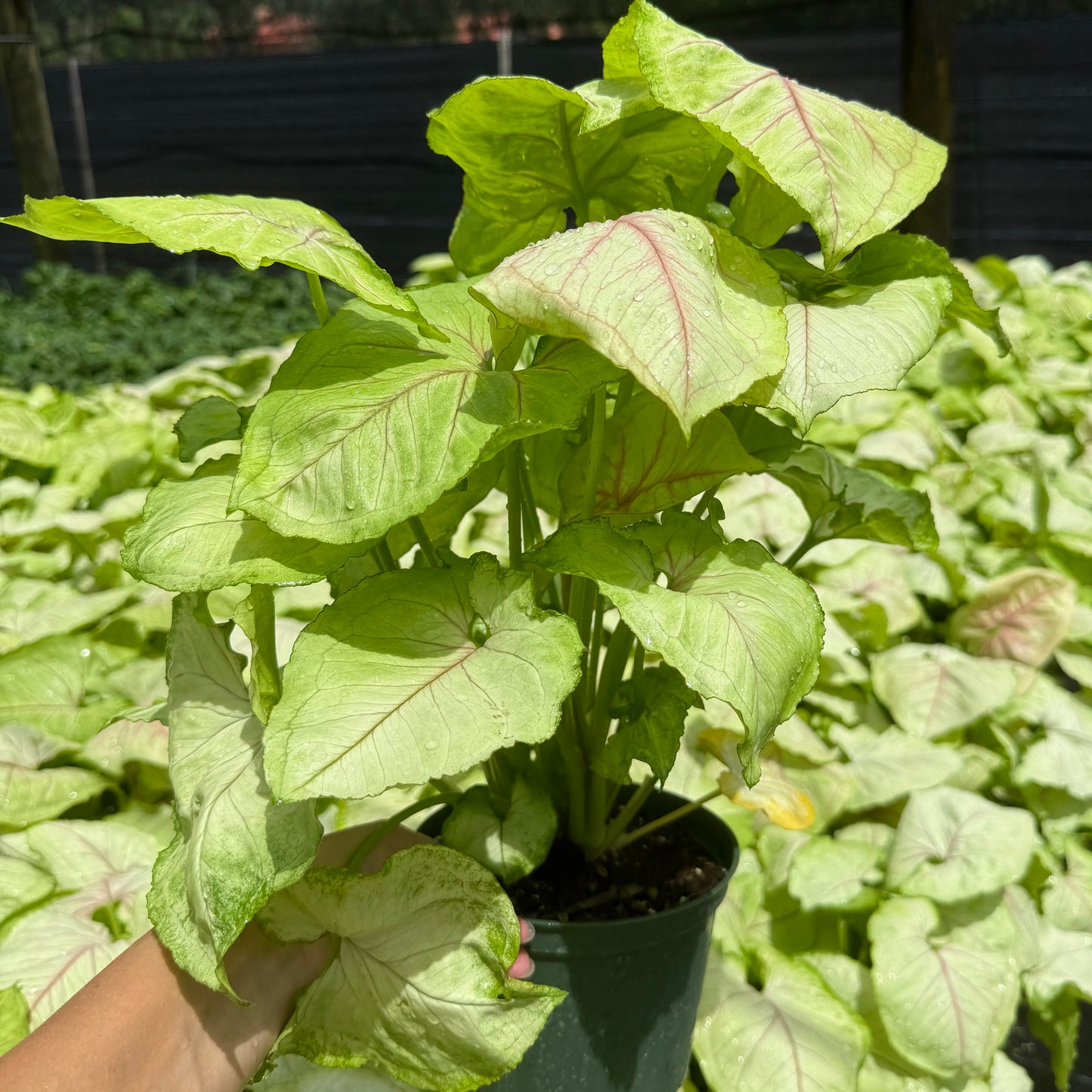 Syngonium Kiwi Delight 6”