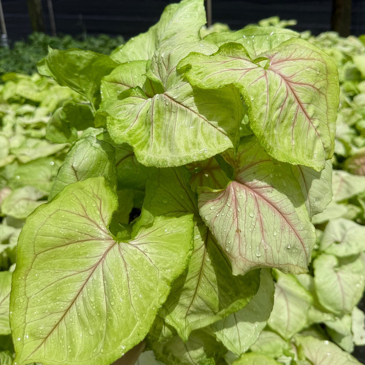 Syngonium Kiwi Delight 6”