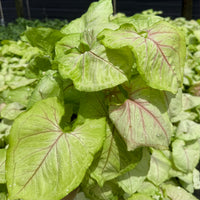 Syngonium Kiwi Delight 6”