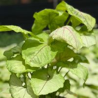 Syngonium Kiwi Delight 6”