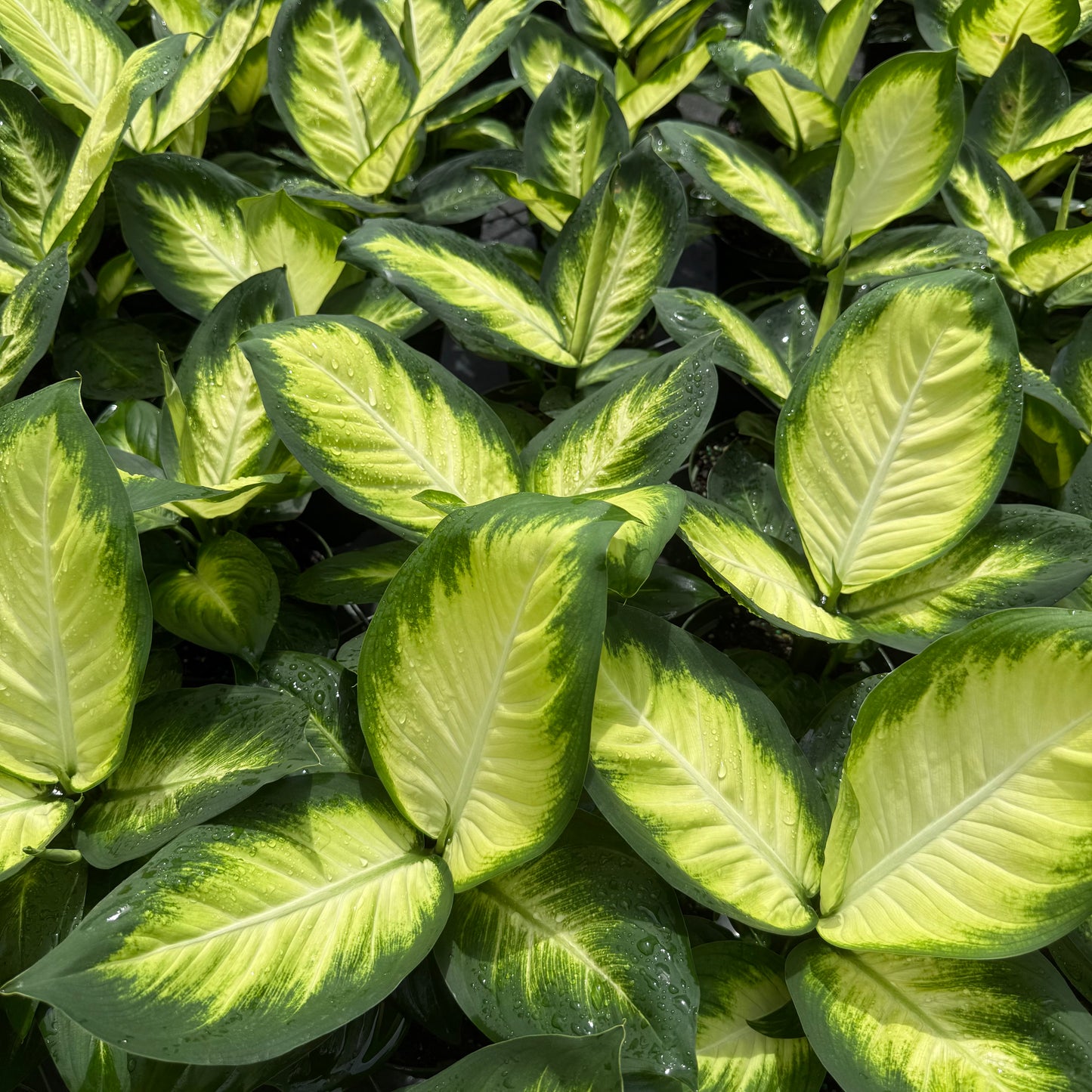 Dieffenbachia Tropic Marianne 6”