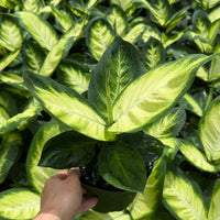 Dieffenbachia Tropic Marianne 6”