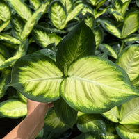 Dieffenbachia Tropic Marianne 6”