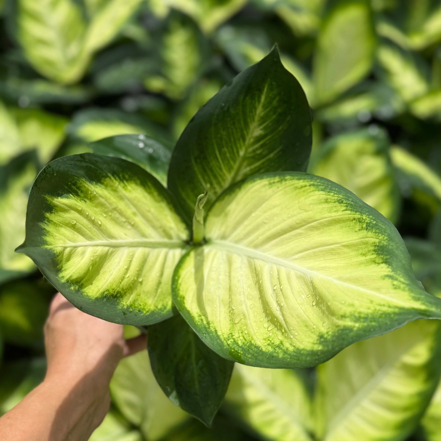 Dieffenbachia Tropic Marianne 6”