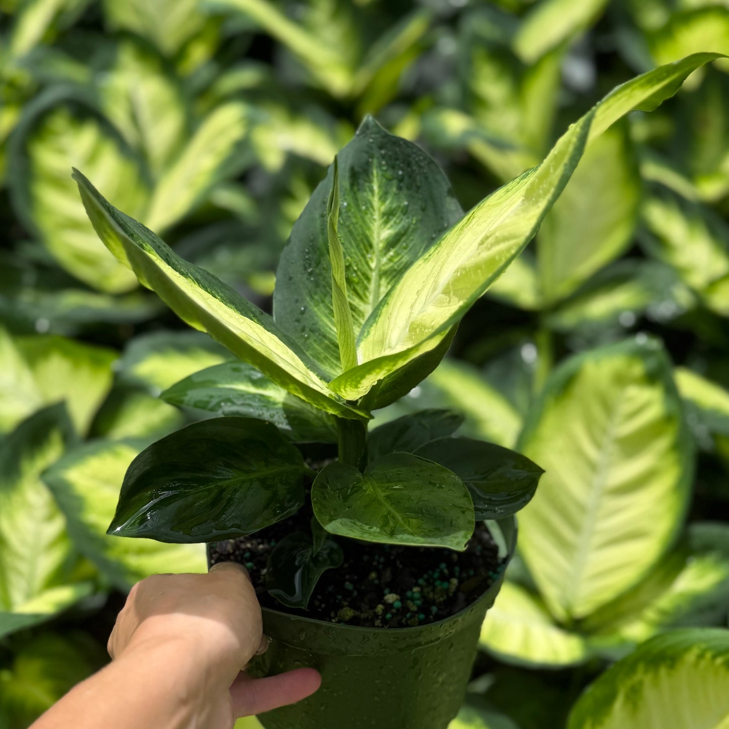 Dieffenbachia Tropic Marianne 6”