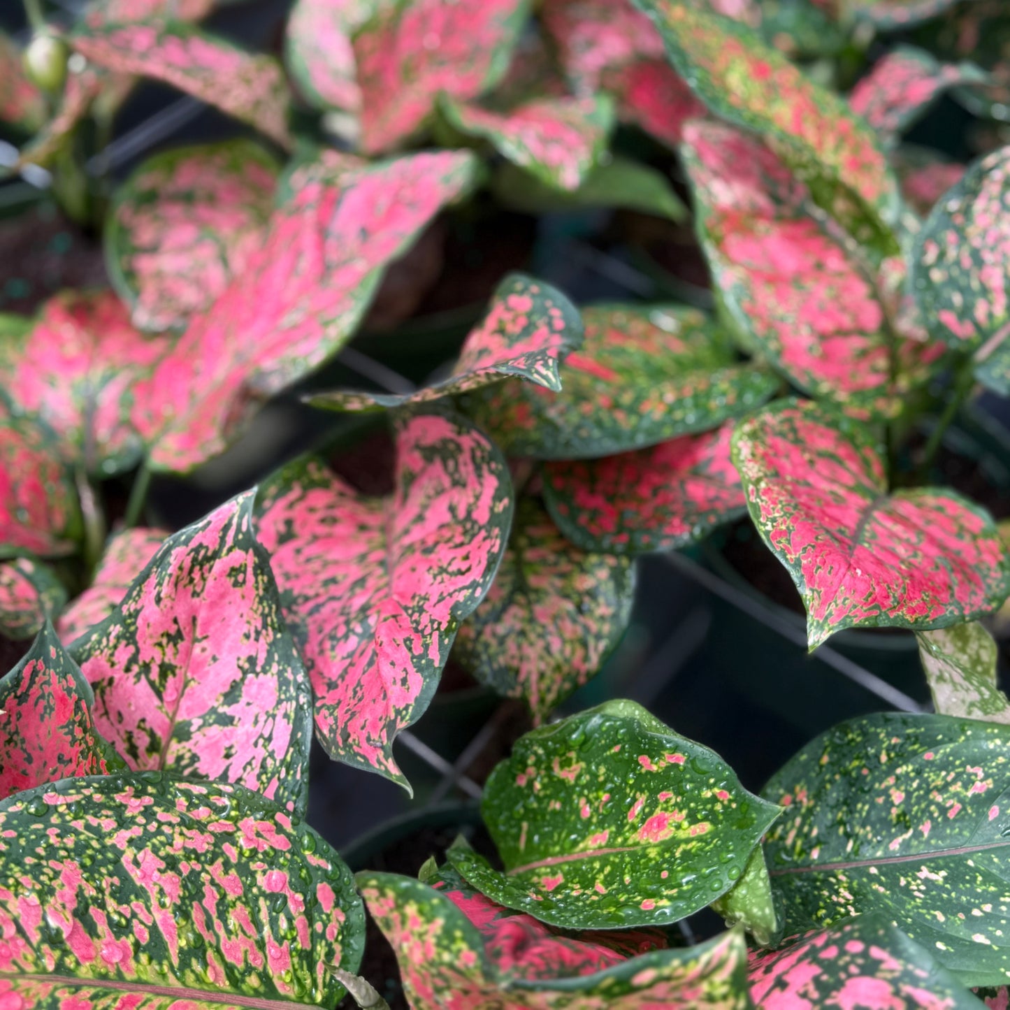 Aglaonema Chanel 6”