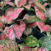Aglaonema Chanel 6”