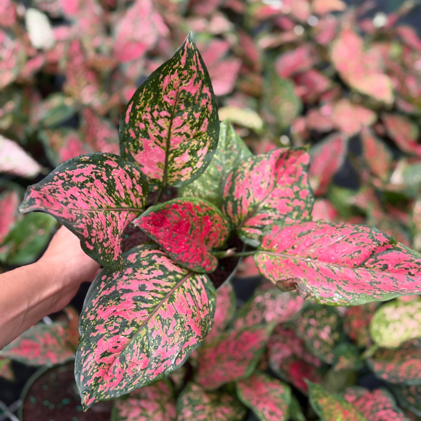 Aglaonema Chanel 6”