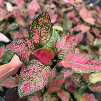 Aglaonema Chanel 6”
