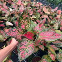 Aglaonema Chanel 6”