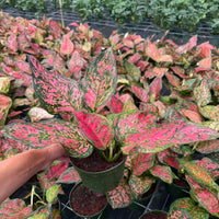 Aglaonema Wishes 6”