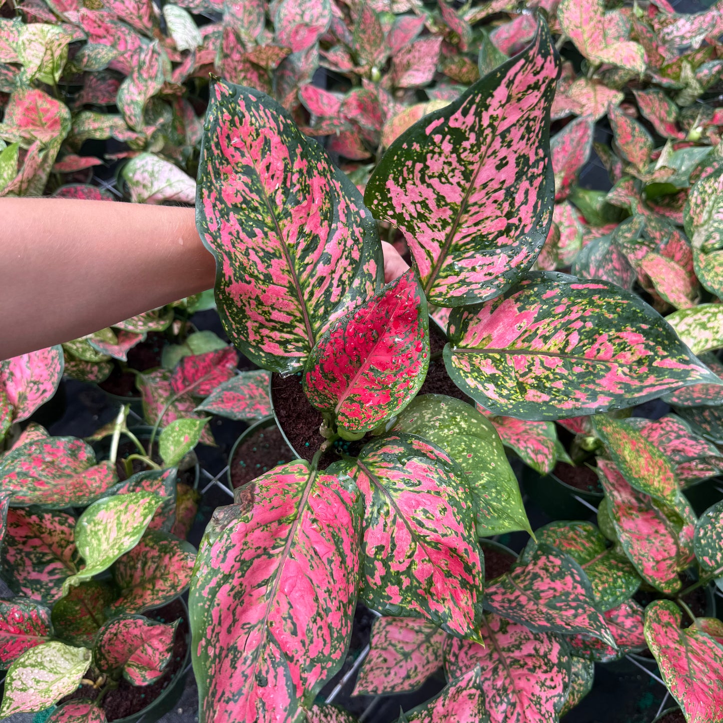Aglaonema Chanel 6”
