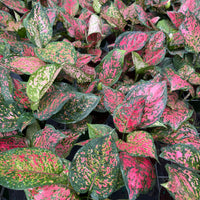 Aglaonema Wishes 6”