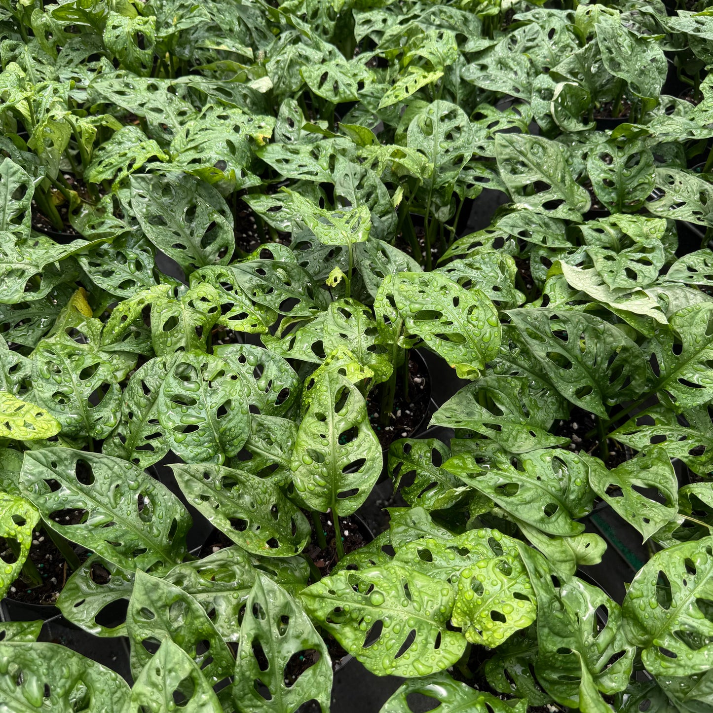 Monstera adansonii ‘Wide Form’ (Swiss Cheese Vine) 6”