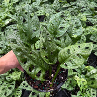 Monstera adansonii ‘Wide Form’ (Swiss Cheese Vine) 6”