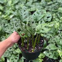 Monstera adansonii ‘Wide Form’ (Swiss Cheese Vine) 6”