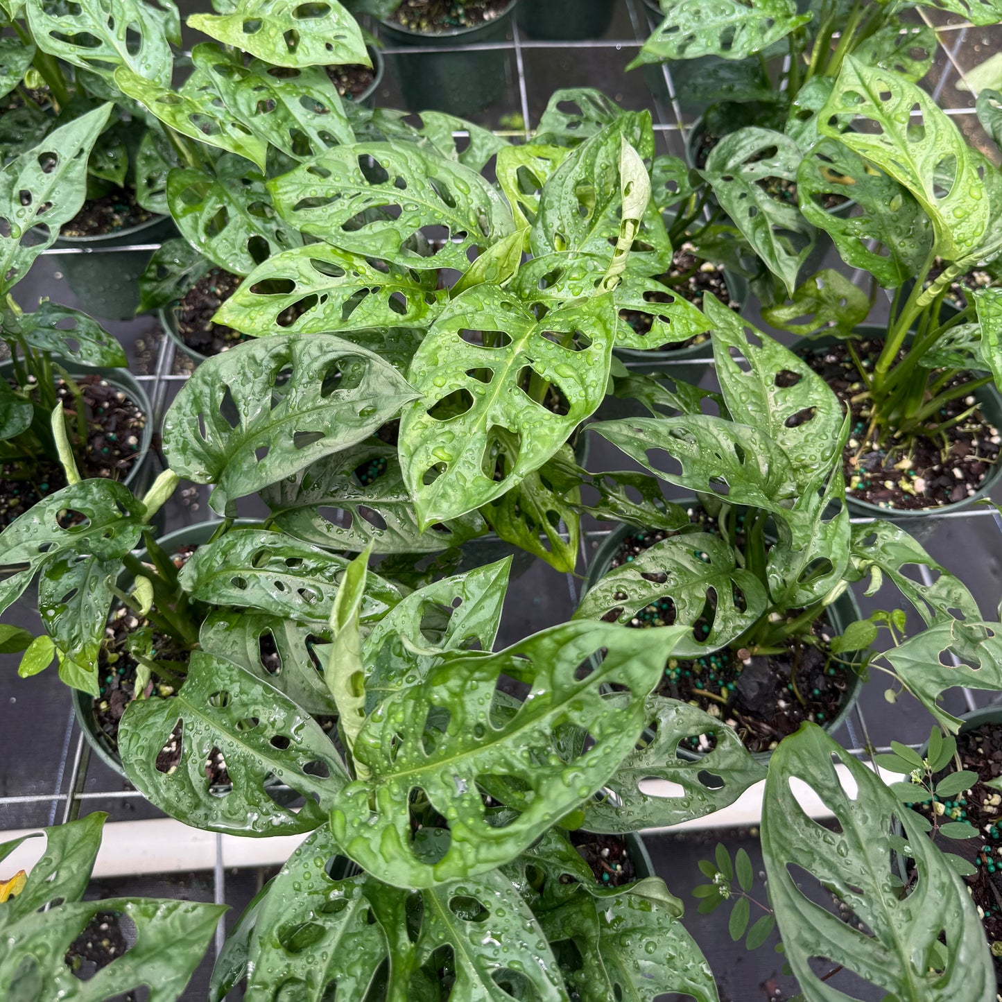 Monstera adansonii ‘Wide Form’ (Swiss Cheese Vine) 6”