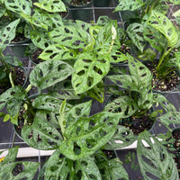 Monstera adansonii ‘Wide Form’ (Swiss Cheese Vine) 6”