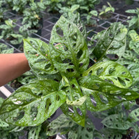 Monstera adansonii ‘Wide Form’ (Swiss Cheese Vine) 6”