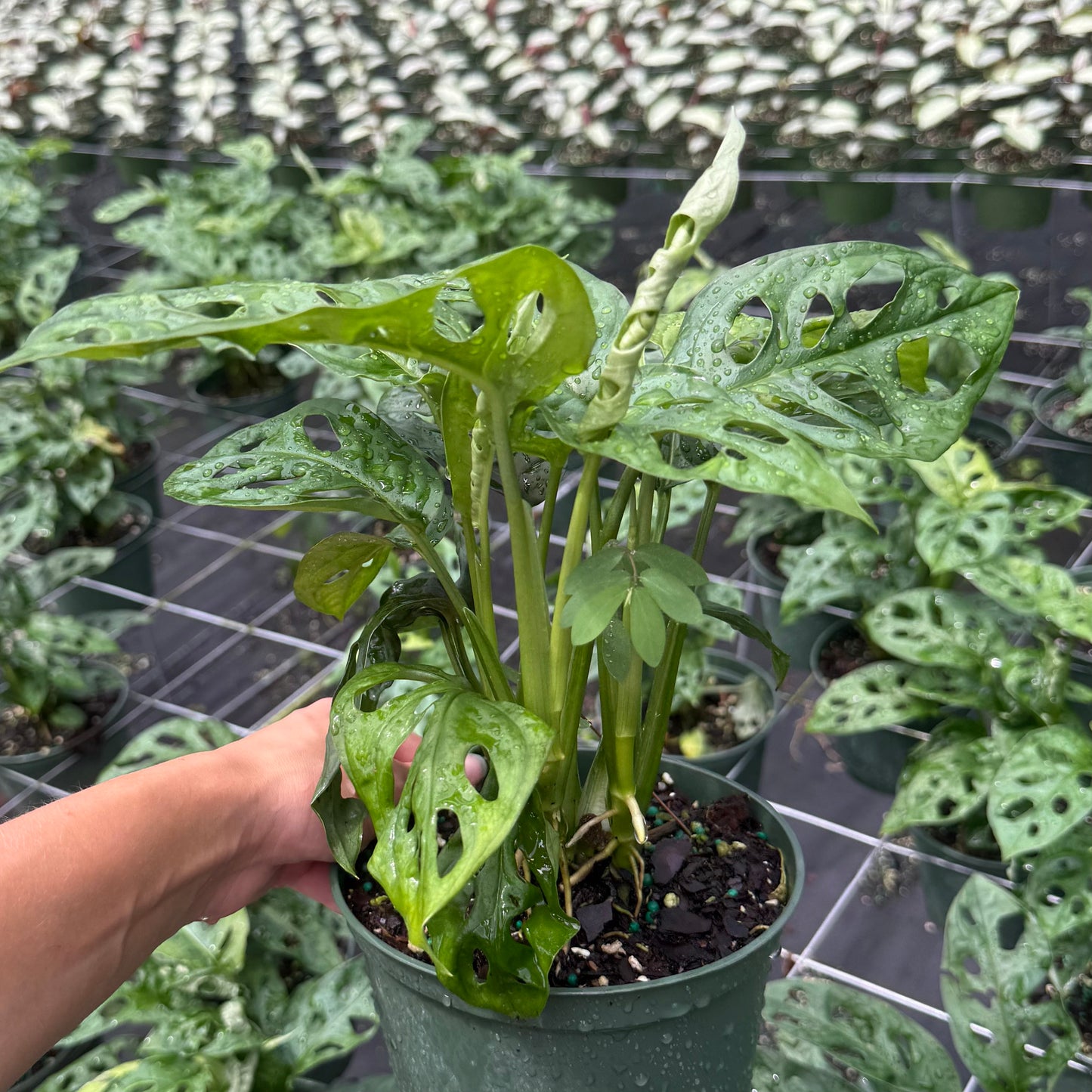 Monstera adansonii ‘Wide Form’ (Swiss Cheese Vine) 6”