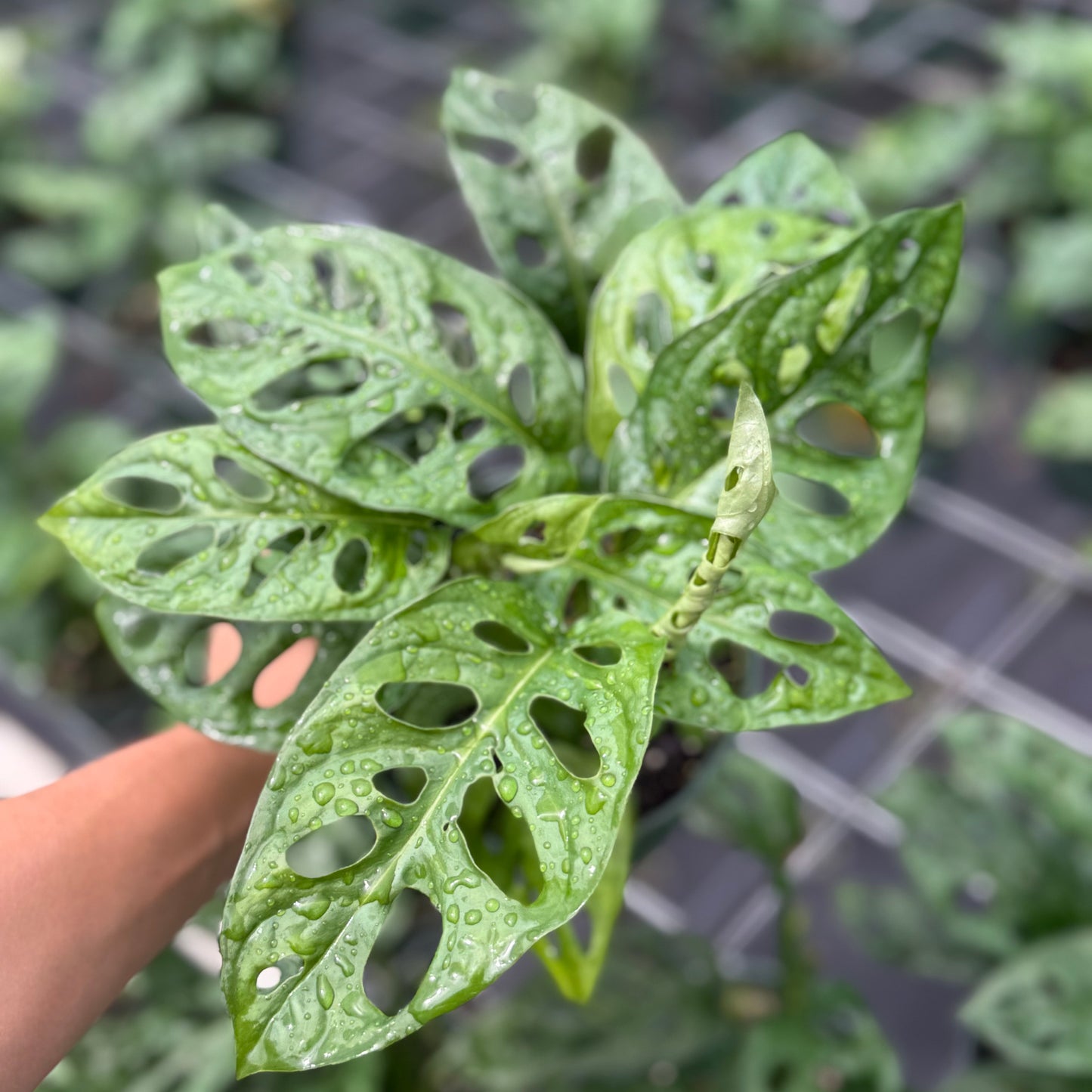 Monstera adansonii ‘Wide Form’ (Swiss Cheese Vine) 6”