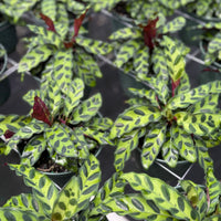 Calathea Rattlesnake lancifolia 6”