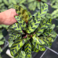Calathea Rattlesnake lancifolia 6”