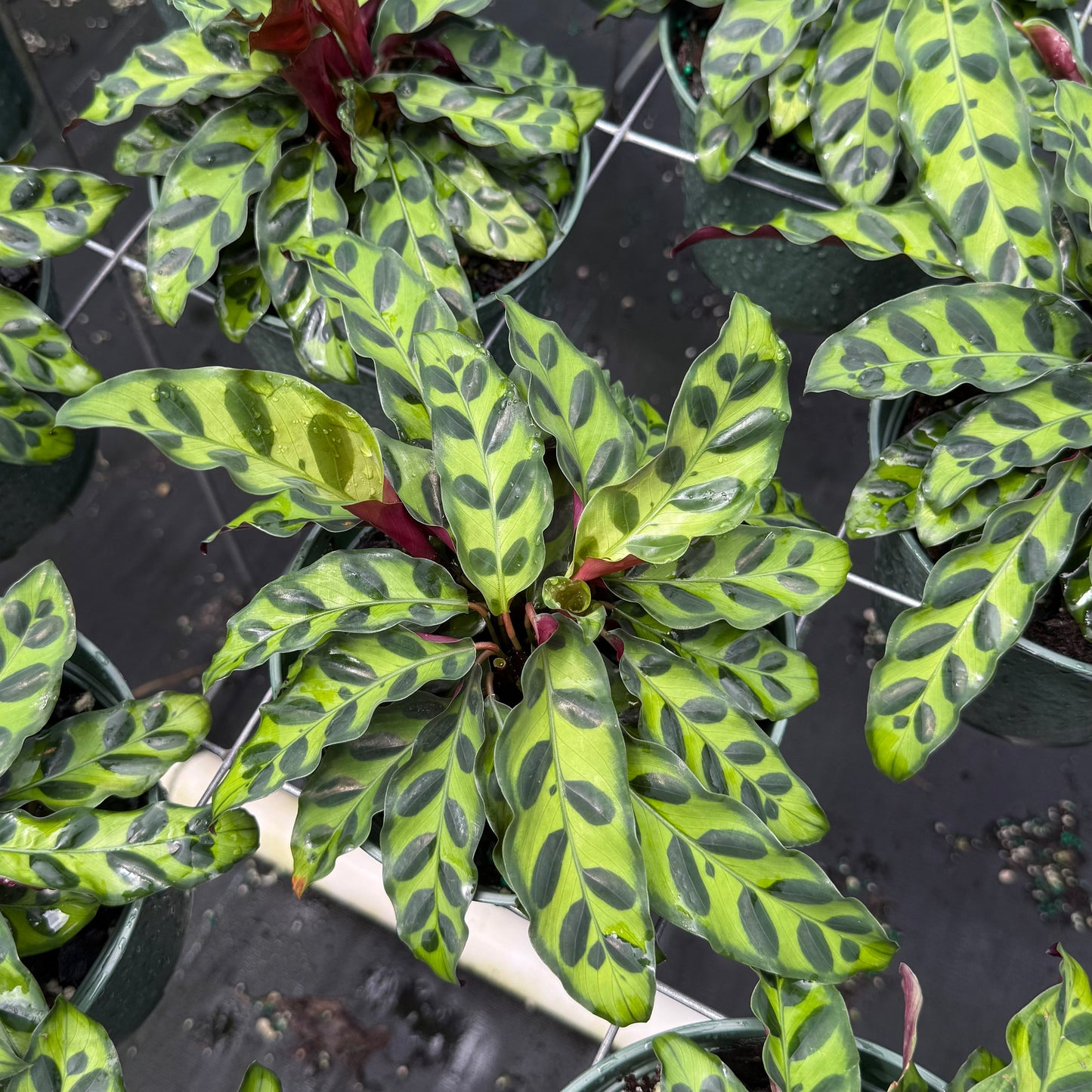 Calathea Rattlesnake lancifolia 6”