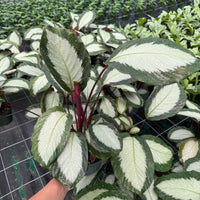 Calathea Royal Standard 6”