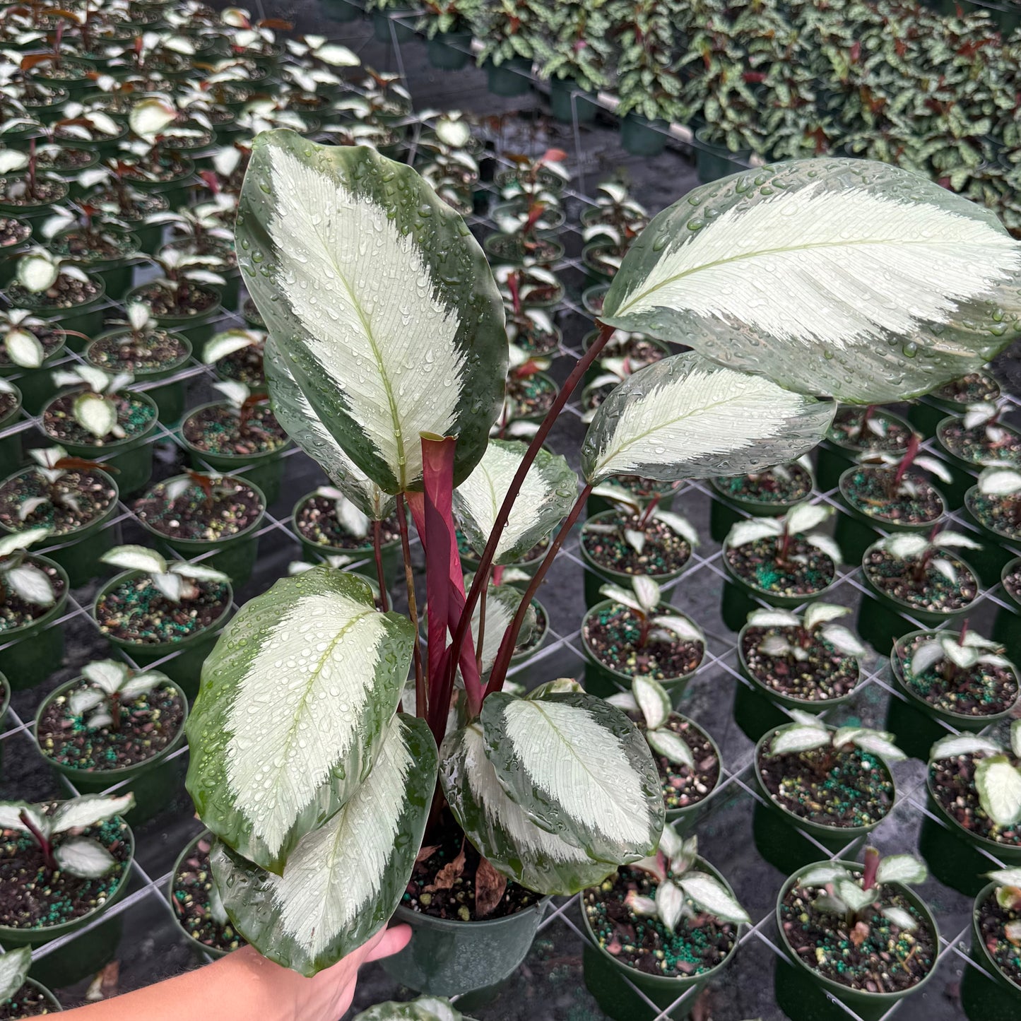 Calathea Royal Standard 6”