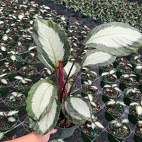 Calathea Royal Standard 6”