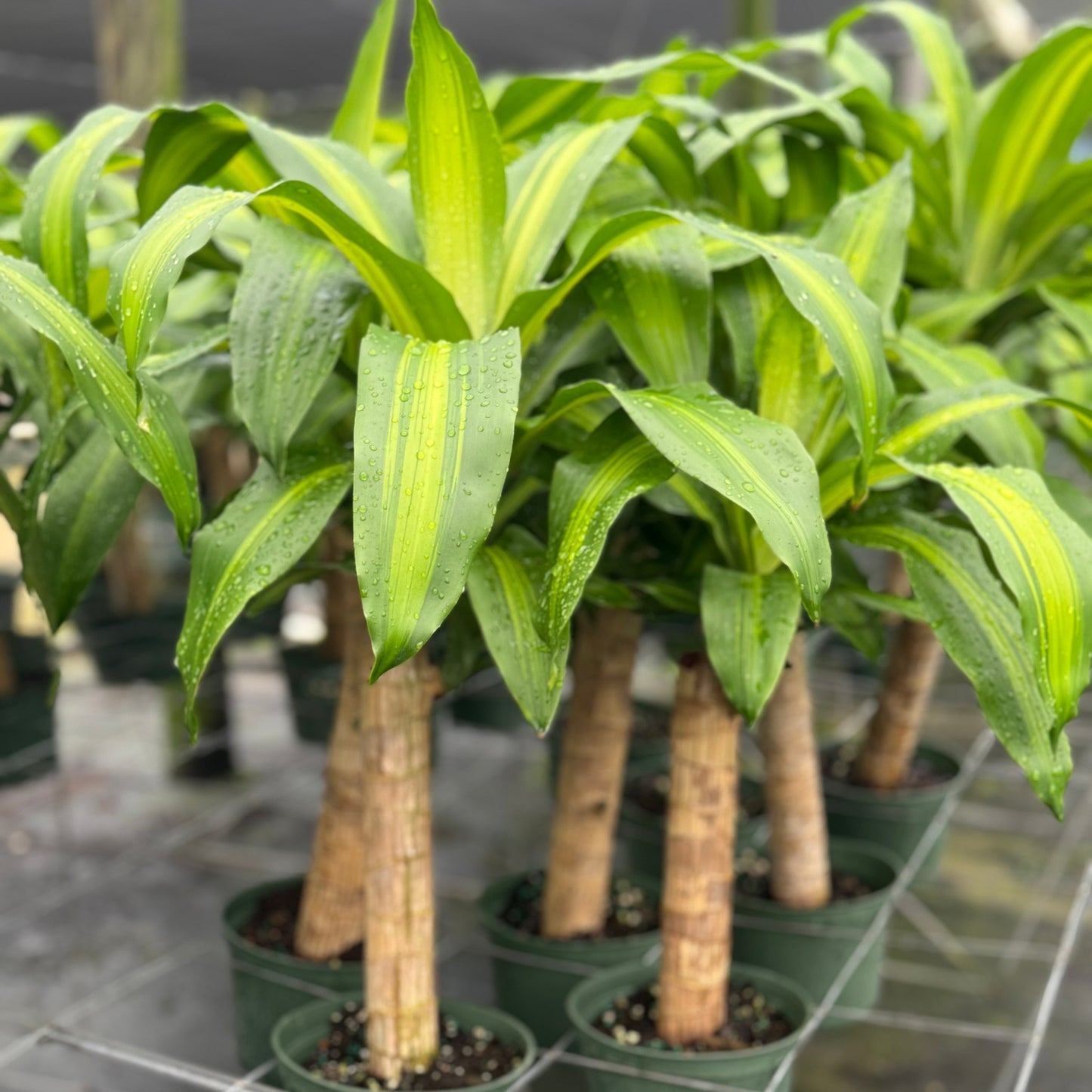 Dracaena fragrans Marley 6"