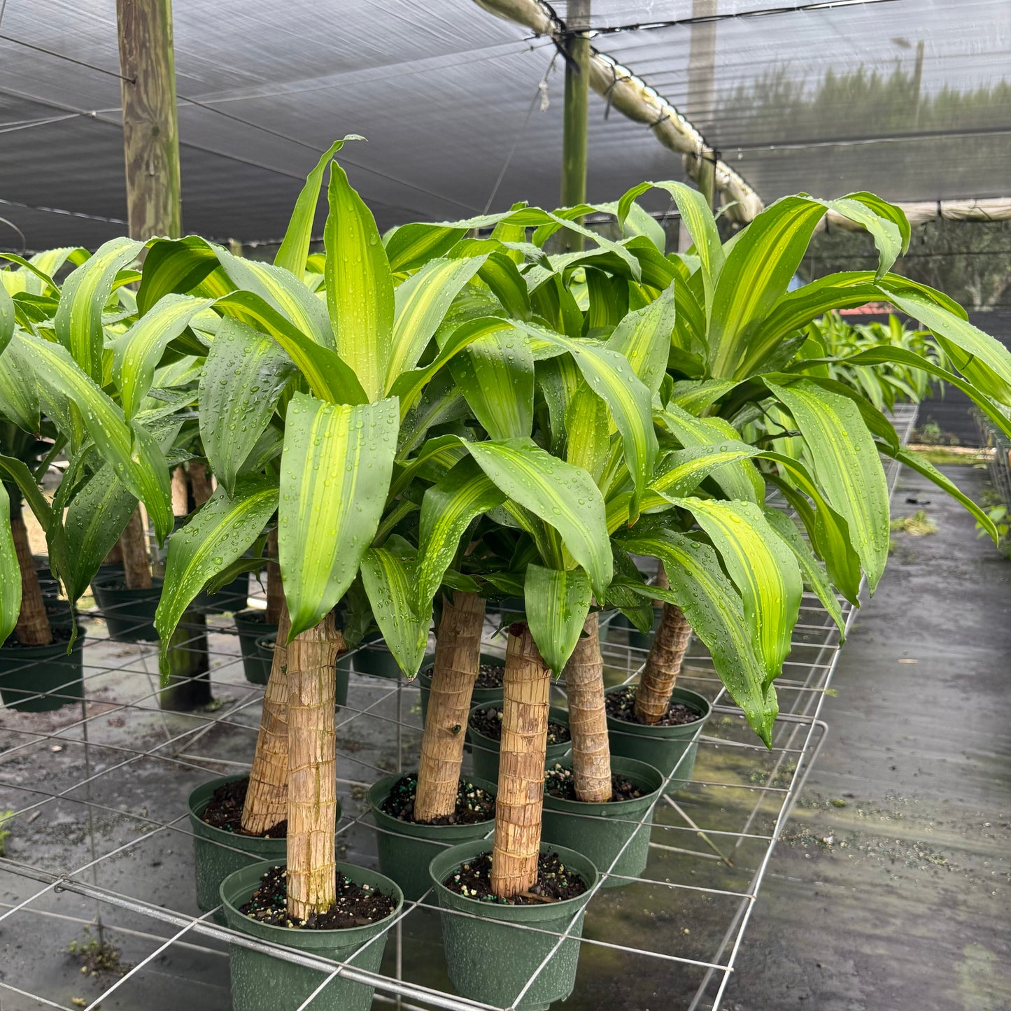 dracaena marley Dracaena fragrans Marley 6" – My Mega Garden