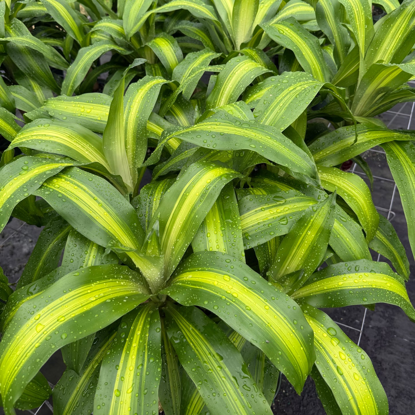 Dracaena fragrans Marley 6"