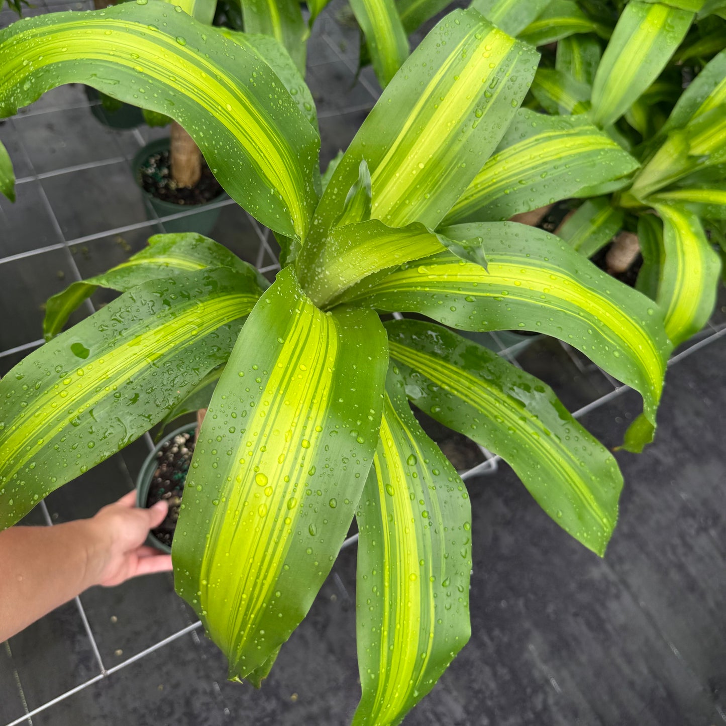 dracaena mass marley Dracaena fragrans Marley 6" – My Mega Garden