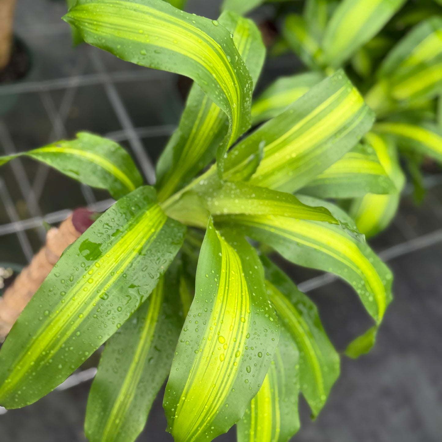 Dracaena fragrans Marley 6"