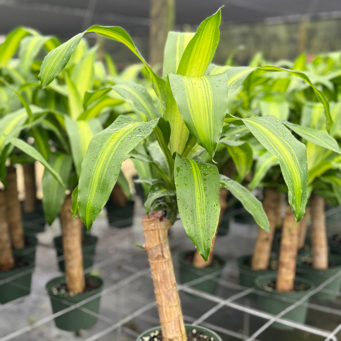 Dracaena fragrans Marley 6"