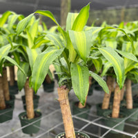 Dracaena fragrans Marley 6"