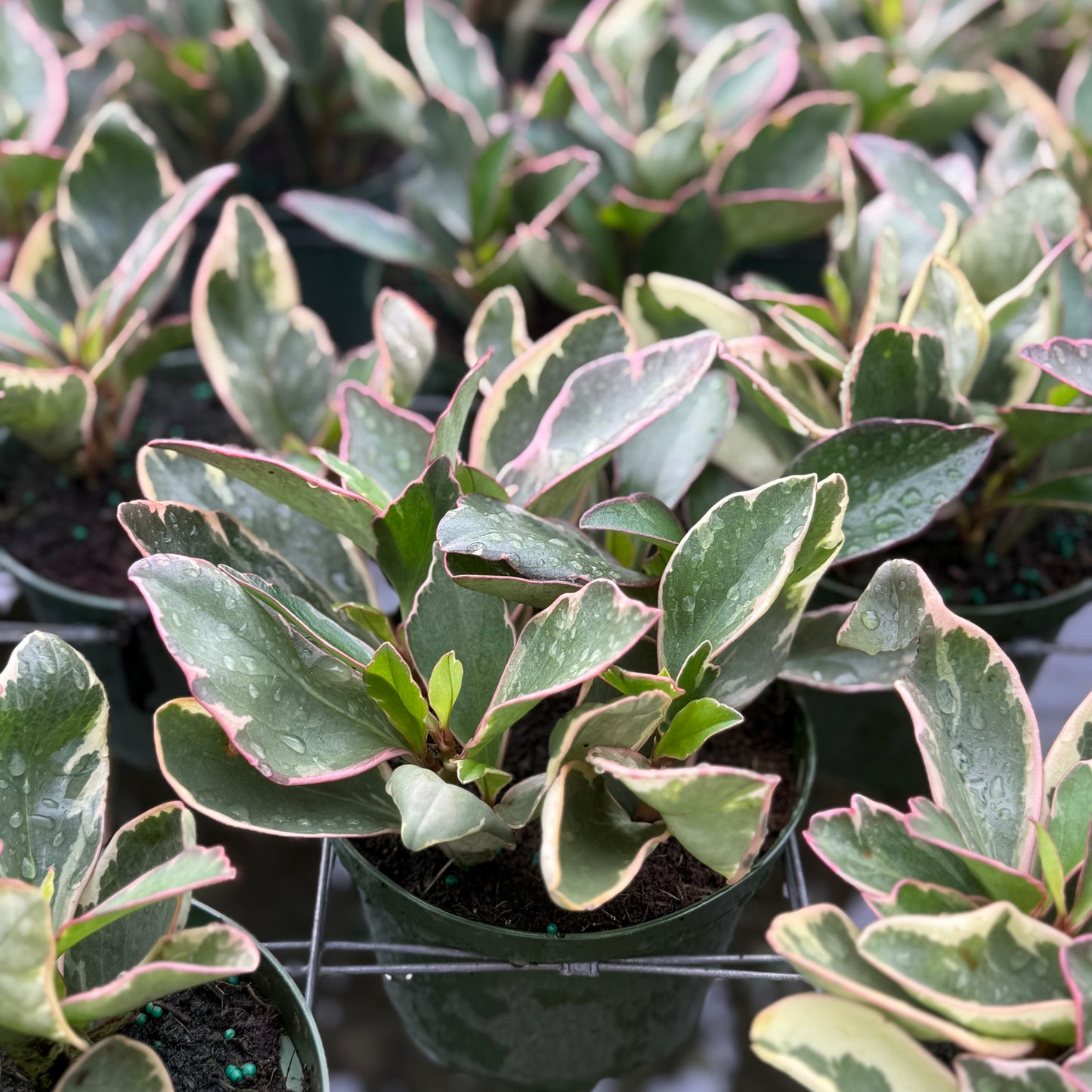 Peperomia Ginny 6”