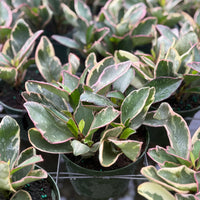 Peperomia Ginny 6”