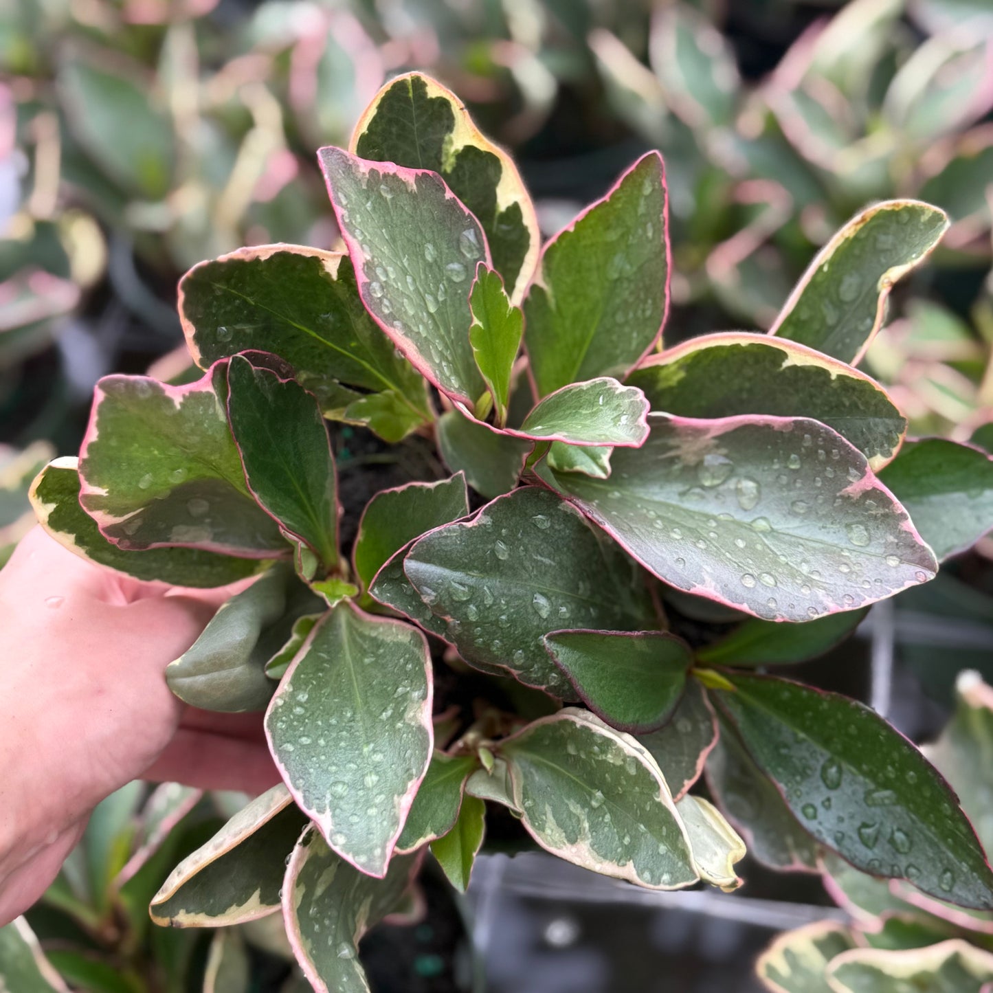 Peperomia Ginny 6”