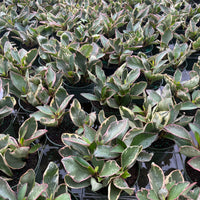 Peperomia Ginny 6”