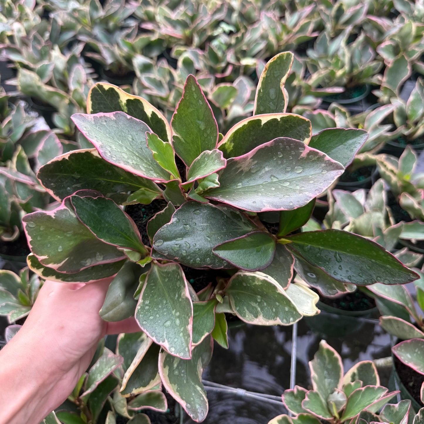 Peperomia Ginny 6”