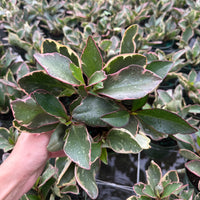 Peperomia Ginny 6”